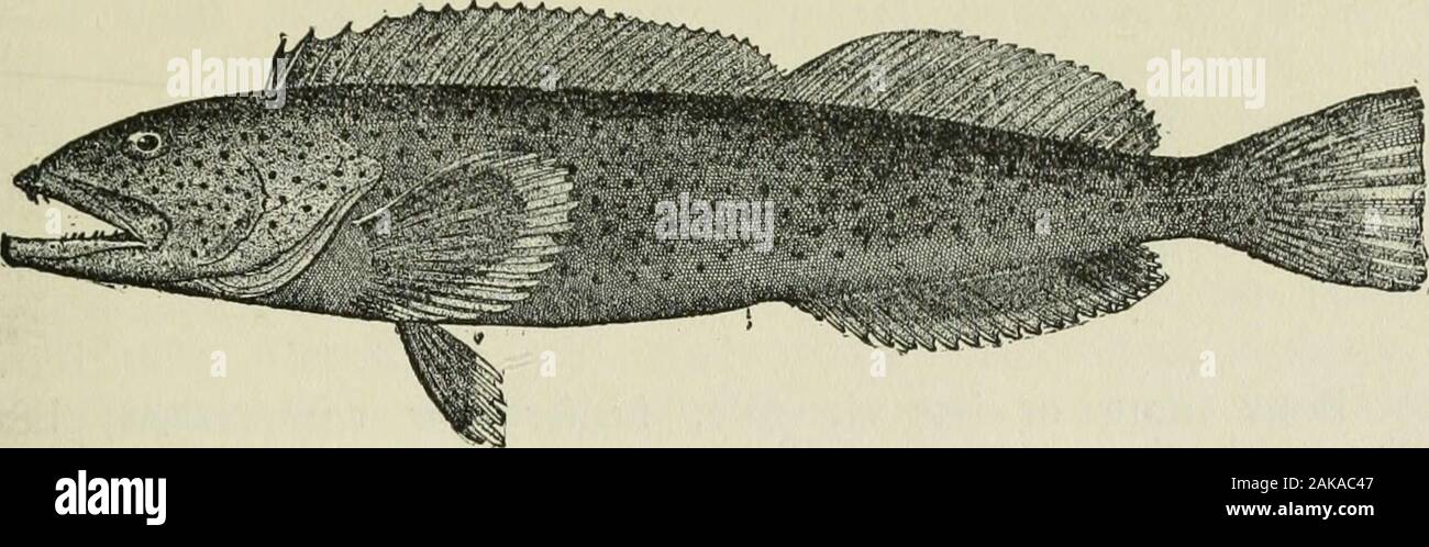 Buffalo Cod Buffalo Cod High Resolution Stock Photography and Images - Alamy