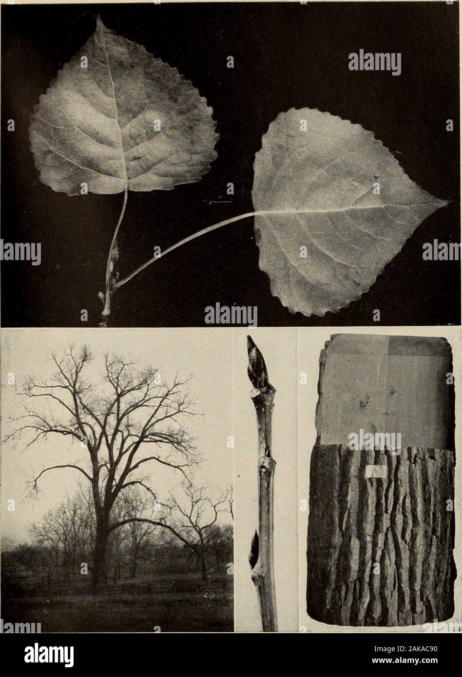 The tree book : A popular guide to a knowledge of the trees of North America and to their uses and cultivation . each have representative poplars here. Cottonwood {Populus deltoidea, Marsh.)—Much-branchedtree, 60 to 150 feet in height; diameter 5 to 7J feet. Bark deeplyfurrowed, grey-brown, becoming greenish; often ashen greyon old trees. Wood dark brown; sap wood white; weak, compact,light. Buds large, pointed, resinous. Leaves broadly ovate,taper pointed, 3 to 5 inches long, margin wavy and coarselytoothed, thick, shining, paler beneath, yellow in fall; petiolelong, slender, flat, red or yel Stock Photo