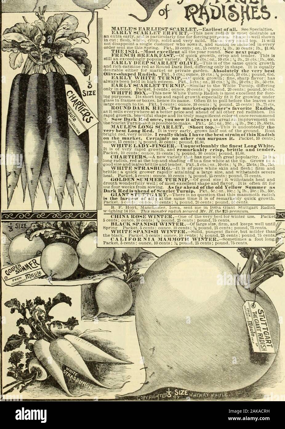 Maule's seed catalogue : 1896 . MAFLES EARLIEST SrARL.ET.-EarIiest of all. See Specialties. EARLY .SCAKJjET i:RFLKT.-This new radish is most desirable asan extra early, and is particularly tine for forcing purposes. Shape is well shownin cut; flesh, white, crisp, solid and very mild. Has a very small top. It willnot disappoint a single customer who sows it, and should be included in everyorder sent me this .Spring. Pkt., 10 cents; oz., 15 cents; J4 lb., 30 cents; lb., |].00. THE 1S34.—Most excellent all the year round. See next paee. FRENCH BREAKFA?&gt;T.—Of quick growth, crisp and tender. Thi Stock Photo