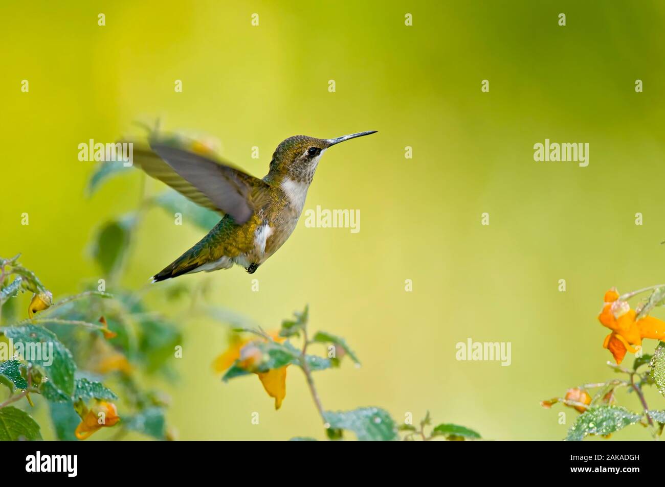 Humming Bird Flying, Stock Photo