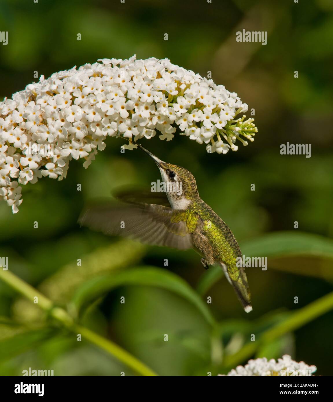 Humming Bird feeling on flowers Stock Photo