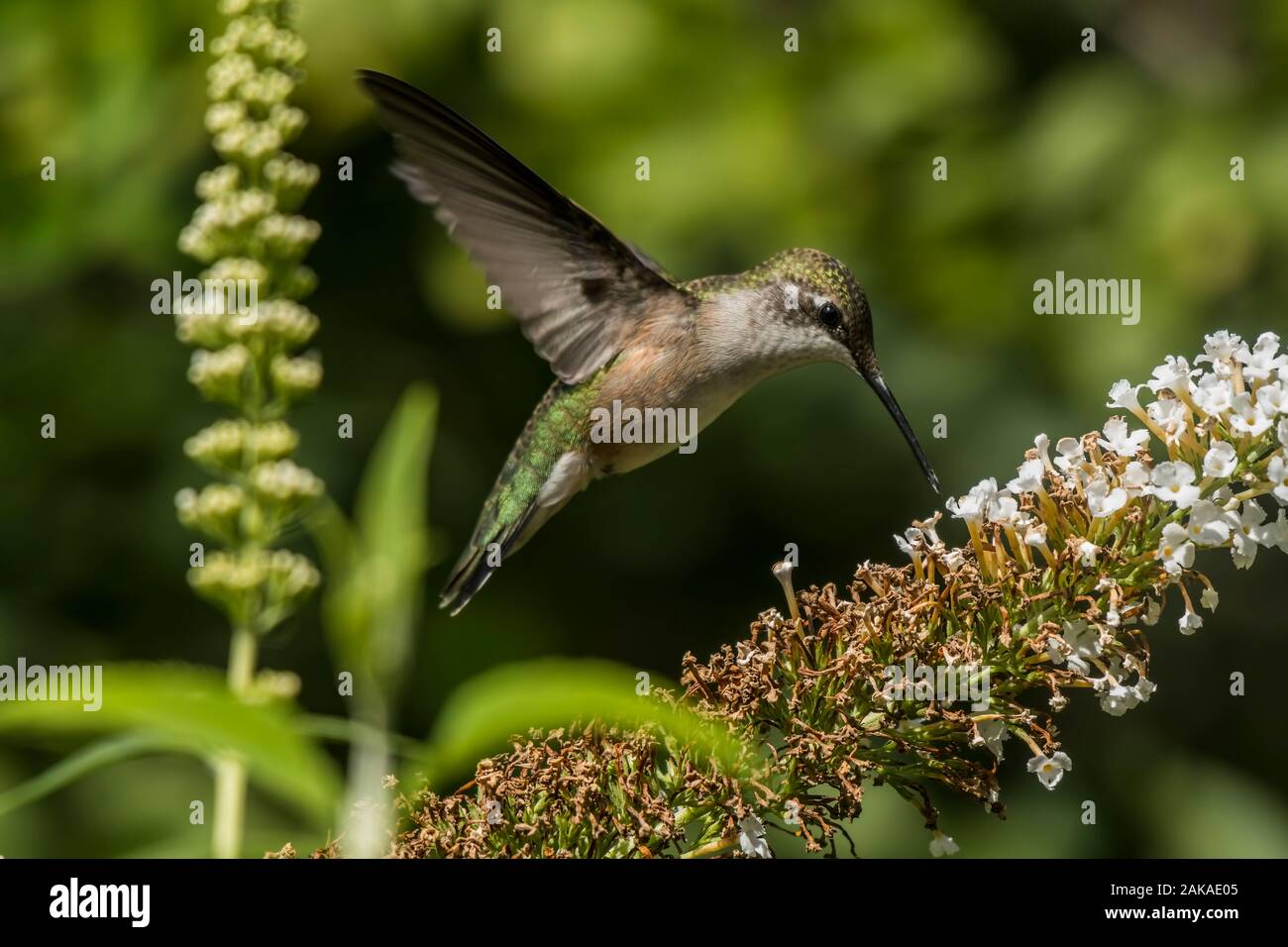 Humming Bird feeling on flowers Stock Photo