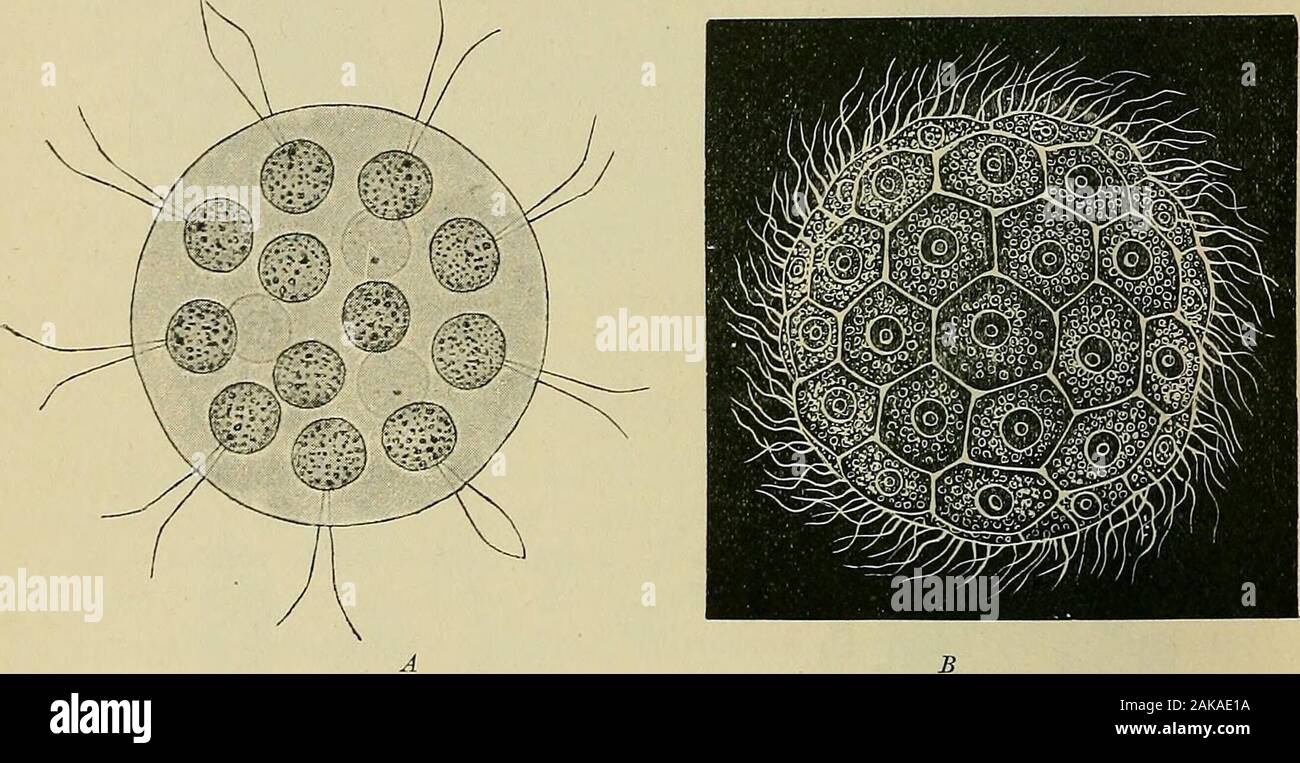 General physiology; an outline of the science of life . J, K, L), develops a long flagellum with which it swims (31),and finally contracts into a small spherical cell (A7), which coversits surface with cilia (0), and by further growth gradually assumesthe form of a Colpoda (P, Q, P). Thus the developmental cycle iscompleted. 206 GENEHAL PHYSIOLOGY That which comes to pass among the Protista in a single cell,takes place in an aggregate of cells in the development of themulticellular organism. In accordance with the above considerationsconcerning reproduction, the development of the multicellula Stock Photo