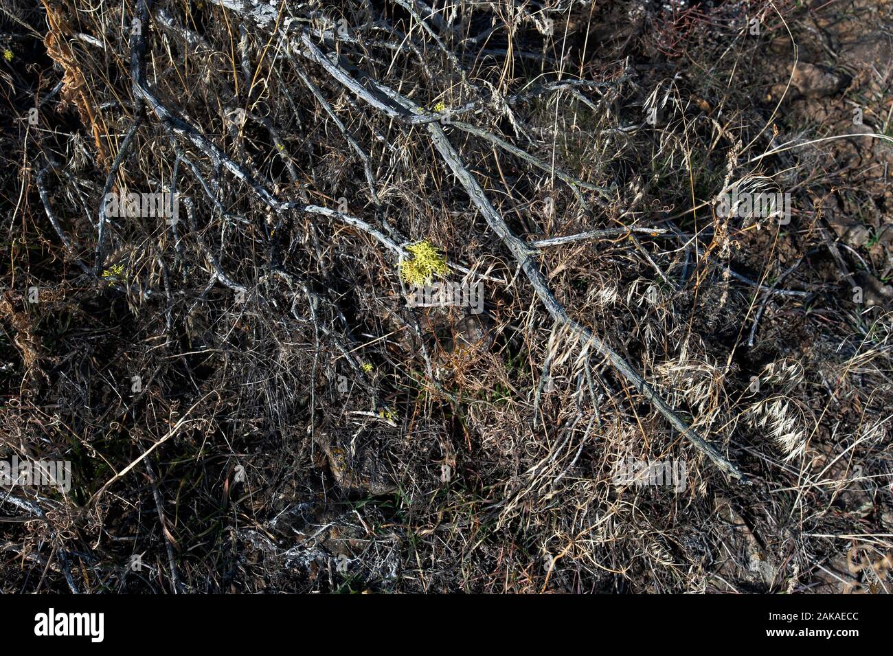 Wolf lichen on bare tree branch. Stock Photo