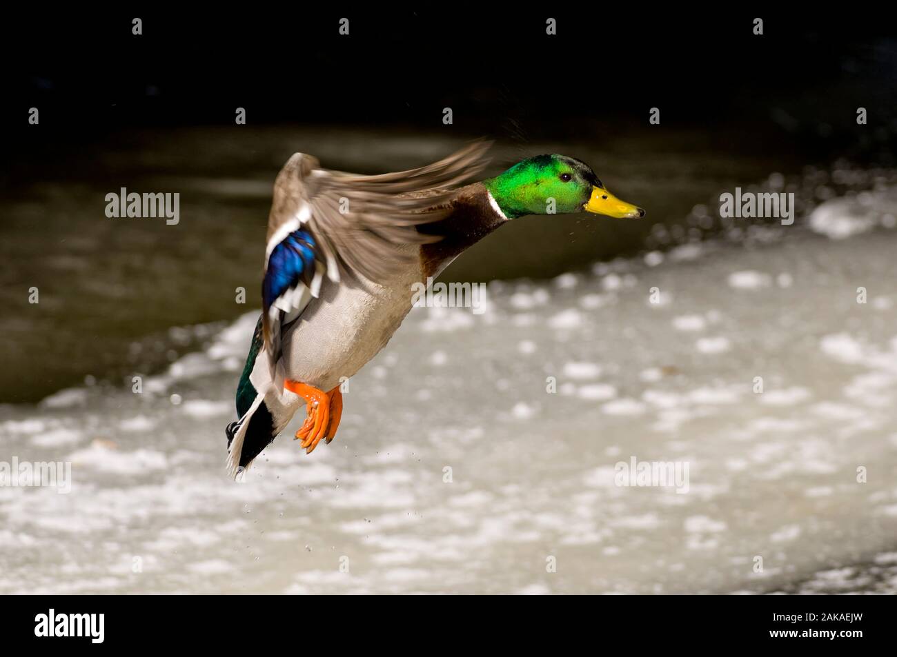 Male Mallard Duck coming in for a landing. Stock Photo