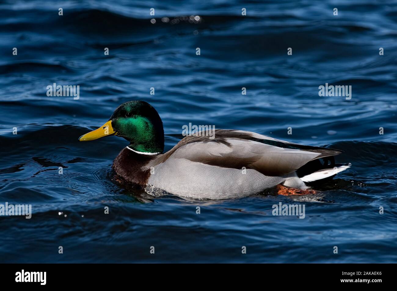 Mallard Duck in water. Stock Photo