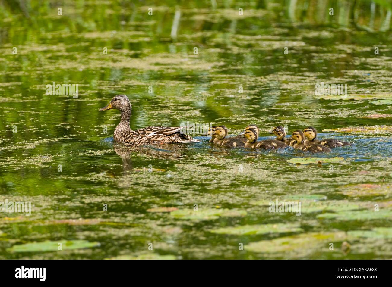 Female Mallard Duck and Baby Duckings Stock Photo