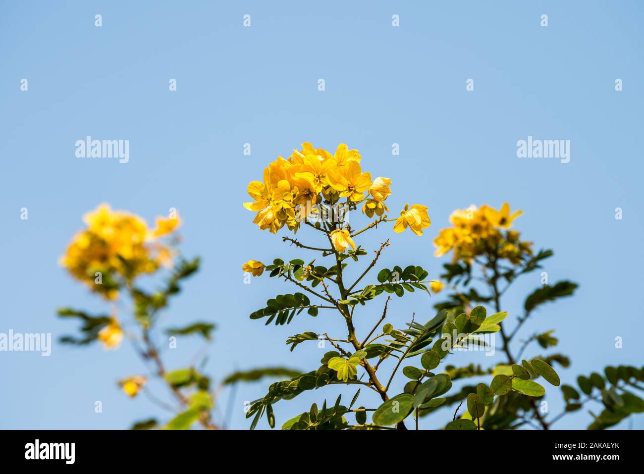 Yellow flower of Cassia surattensis, a genus of flowering plants in the legume family, Fabaceae, and the subfamily Caesalpinioideae Stock Photo
