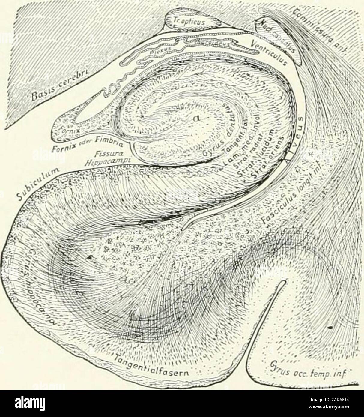 A reference handbook of the medical sciences, embracing the entire range of scientific and practical medicine and allied science . Fig. 970.—Scheme of the Cerebral Commi.ssurea and Marginof the Cortex in the Adult Human Brain, a a, Extraventricalaralveus; c c, corpus callosum; rf, fascia dentata; // /, fimbria;/(, gyrus subsplcniaHs of LeT (gyrus Andrea; Ret/ii); h, supra-commissural hippocampus (vestigeal); ii, precommissural hip-pocampus (vestigeal); I, lamina terminaU.s; I l lamina supra-neuroporica (Johnston); o o, olfactory bulb and peduncle; p, pre-commissural body; p septum pellucidu Stock Photo