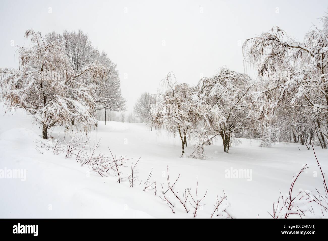 trees and field covered by snow Stock Photo - Alamy