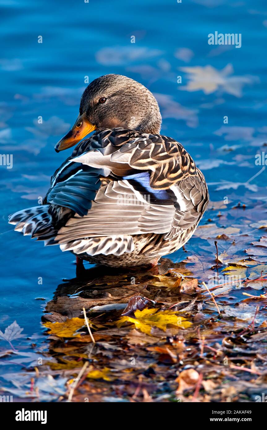 Mallard Duck in water. Stock Photo
