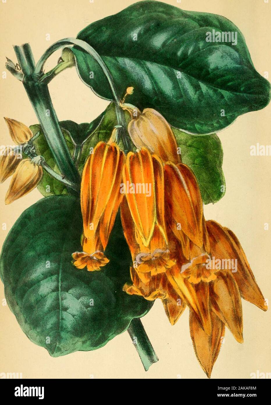 Paxton's Magazine of Botany and Register of Flowering Plants . .-&gt; HnLnert t-j * ijth ^yO/nJUc J^uyu/^t^^act BRUGMANSIA FLORIBUNDA. Class*PENTANDRIA. (Many-flowered Brugmansia ) Natural Order, SOLANACEiE. Order. MONOGYNIA. Generic Character.—Calyx tubular, ventricose, five-angled, permanent, coarctate (compressed) at top, andtwo, three, or five-lobed. Corolla funnel-shaped, five-folded, five-lobed ; lohes cuspidate. Slamens five, in-closed, coarctate; anthers conglutinate (adhering).Stigma thick, two-lobed, with revolute margins. Cap-sule two-celled, smooth, many-seeded. Seeds opaque,^^nifo Stock Photo