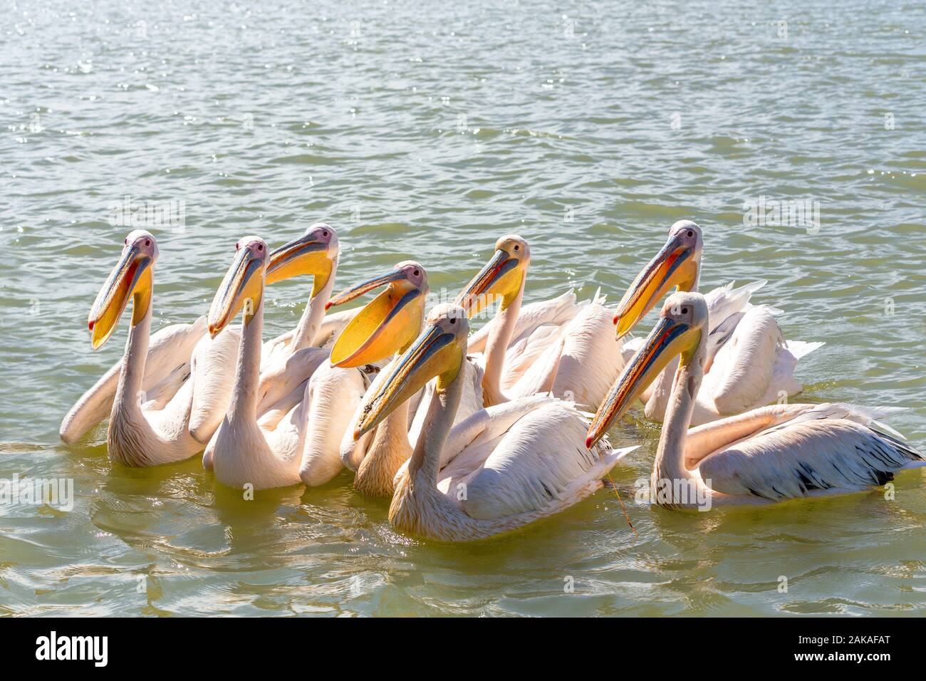 flock of big birds Great White Pelicans swim on Lake Tana, Bahir Dar, Ethiopia, Africa wildlife Stock Photo