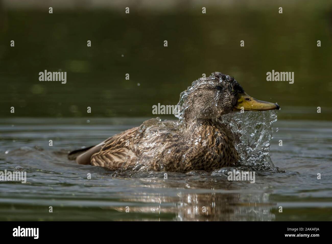 Mallard Duck Splashing Water Stock Photo