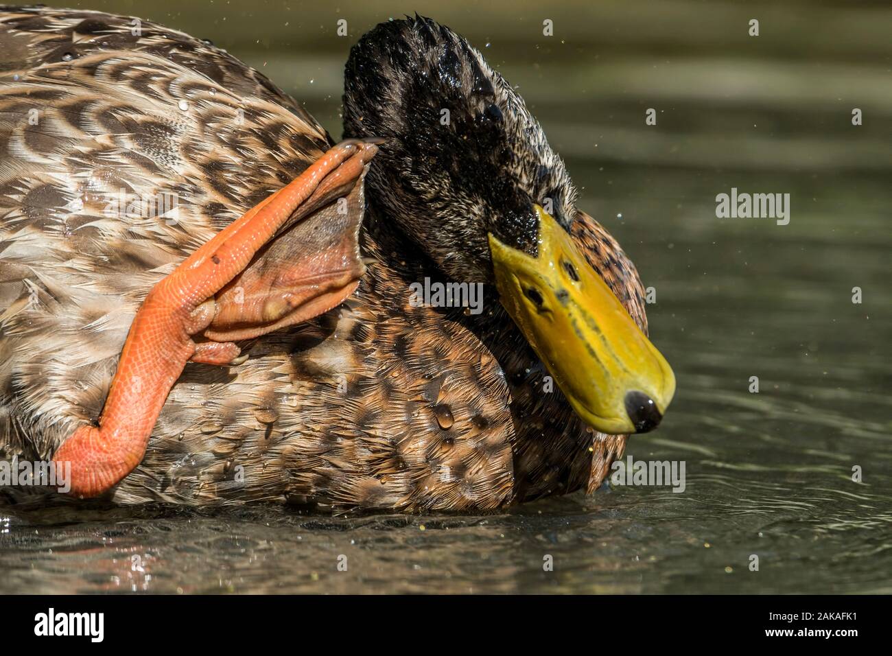 Ducking hires stock photography and images Alamy