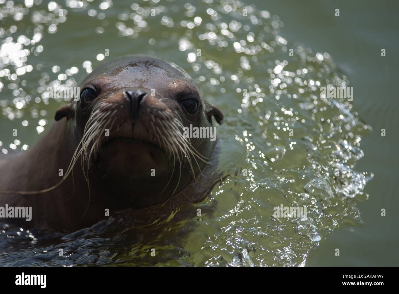 A sea lion swims along looking for a feed Stock Photo