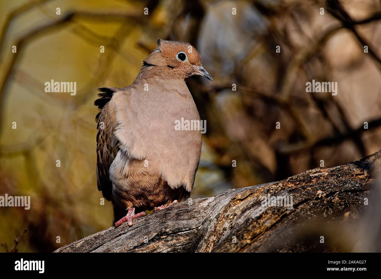 Mourning Dove on branch. Stock Photo