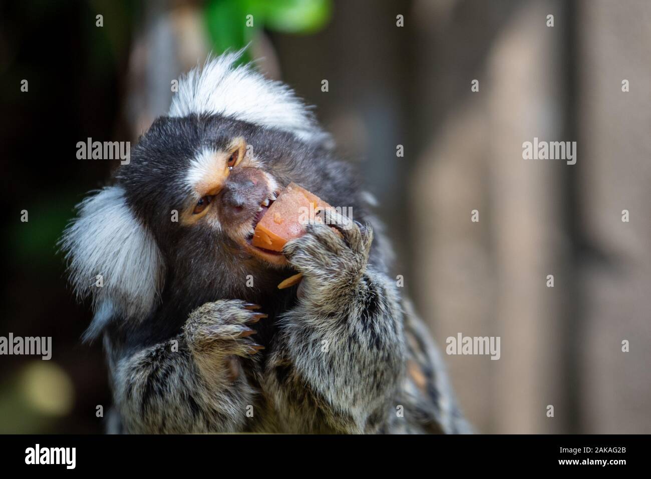A common marmoset in the tree line Stock Photo