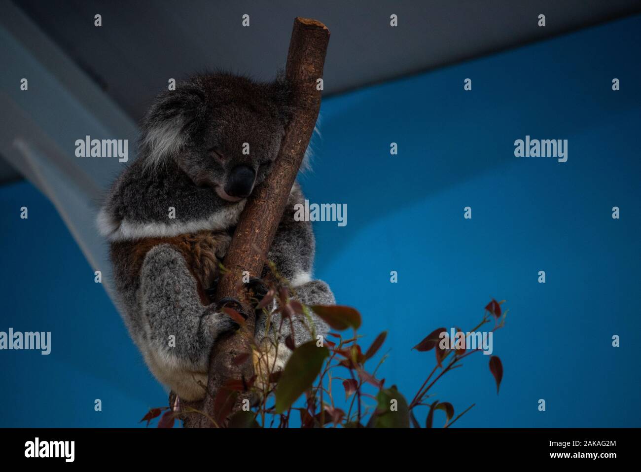A koala bear at rest in a tree Stock Photo