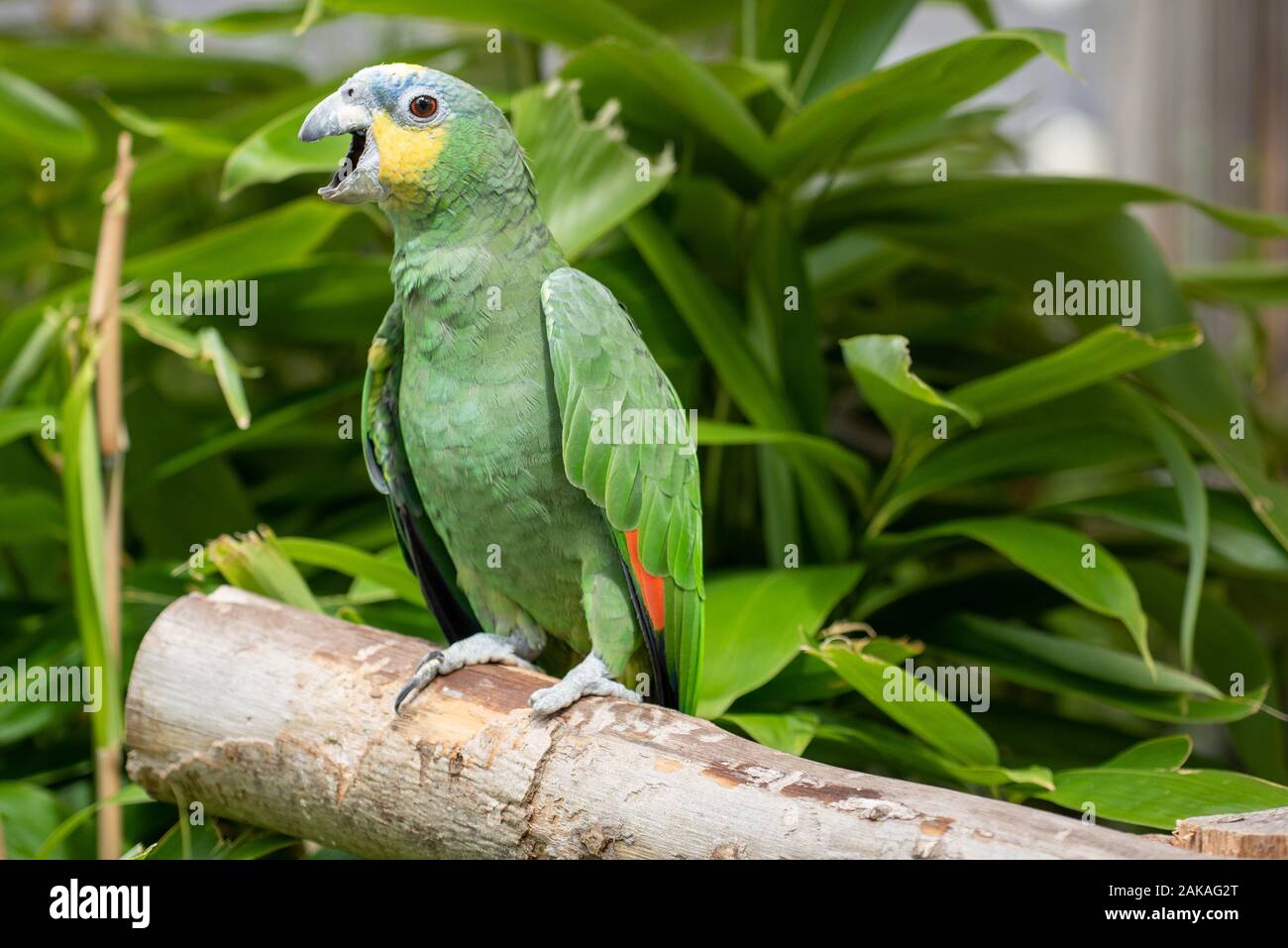 A parakeet on its perch Stock Photo