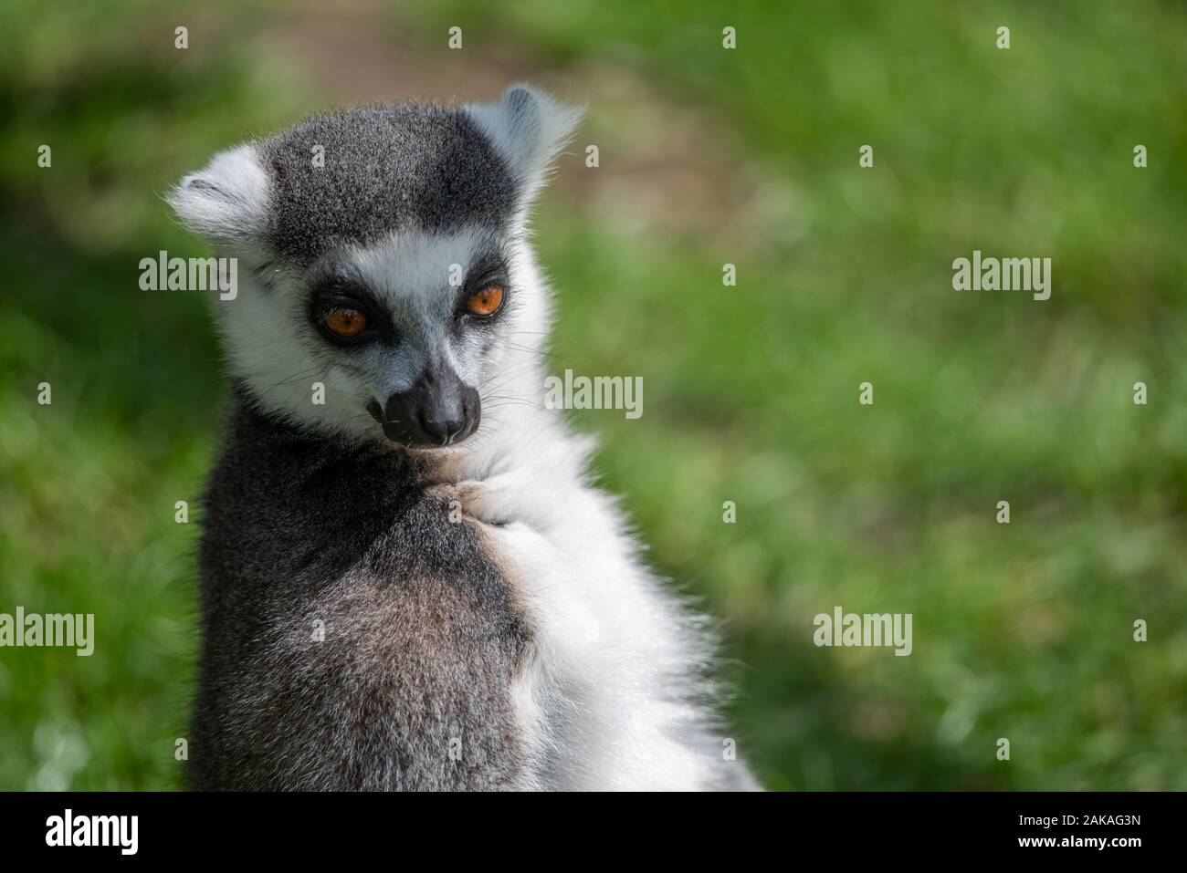 A lemur basks in the sunlight Stock Photo