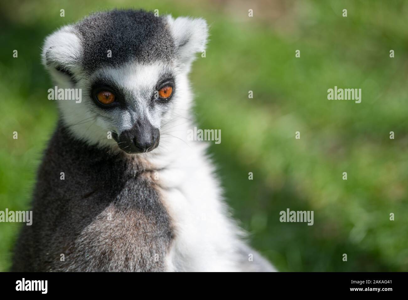 A lemur basks in the sunlight Stock Photo