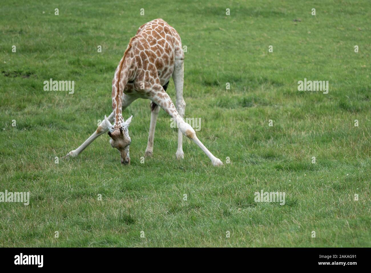 A giraffe grazes on the grassland Stock Photo