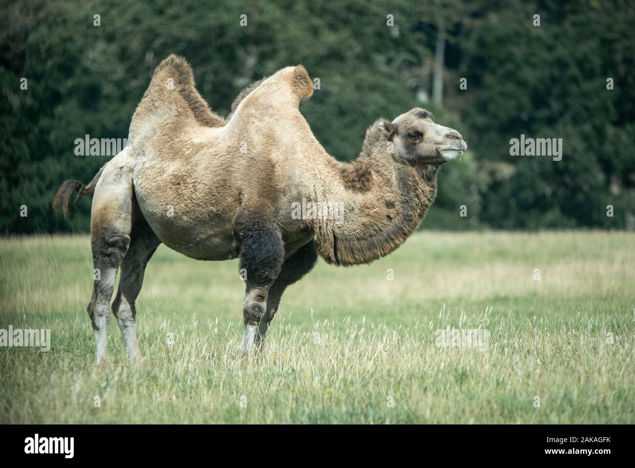 A bactrian camel grazes Stock Photo