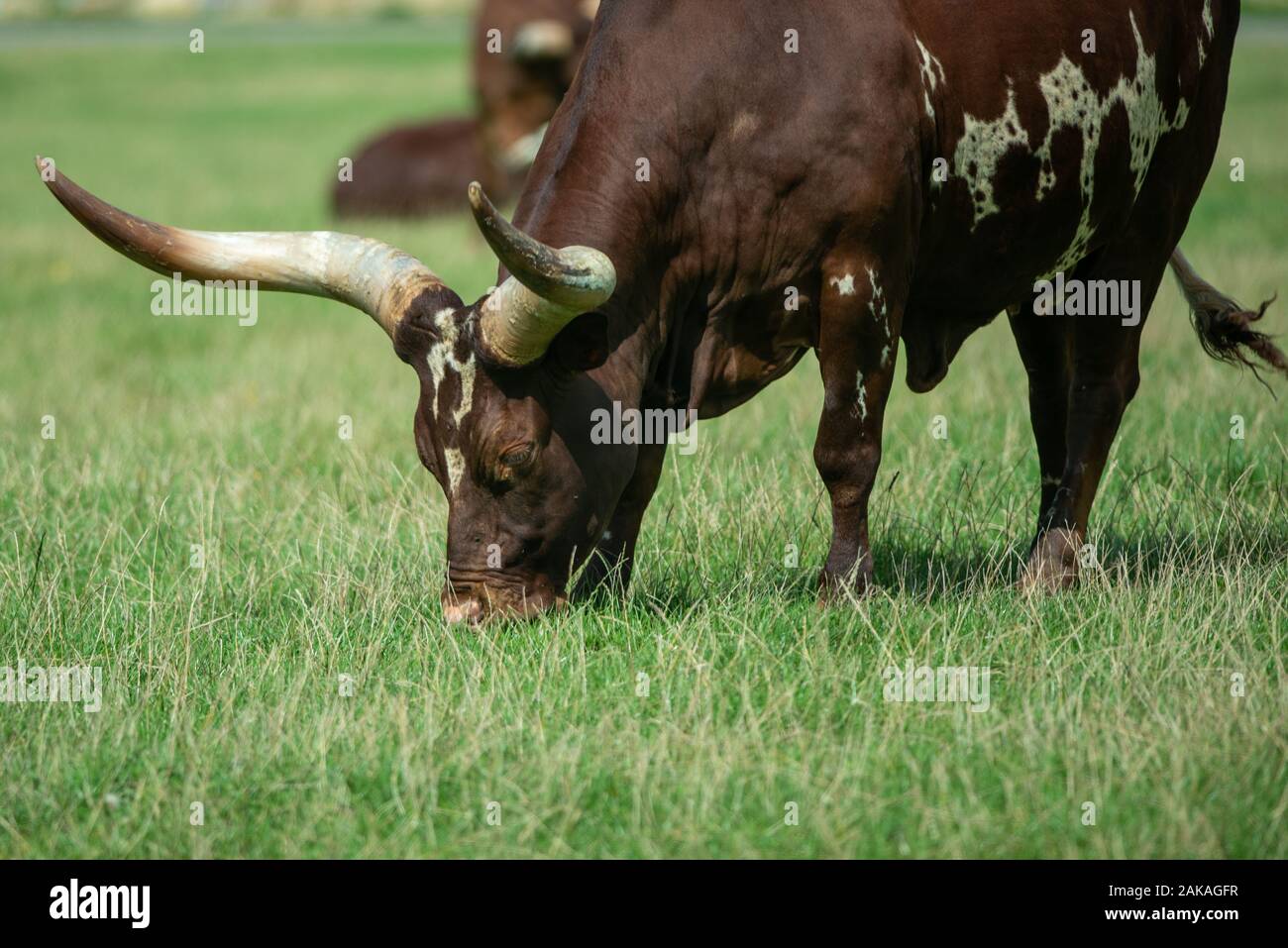 Ankole cattle grazing on the paddock Stock Photo
