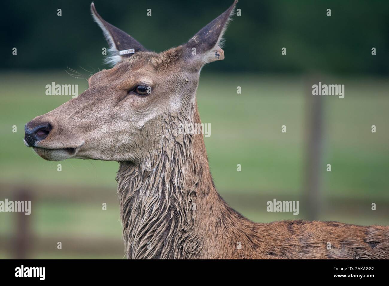 A red deer in profile Stock Photo
