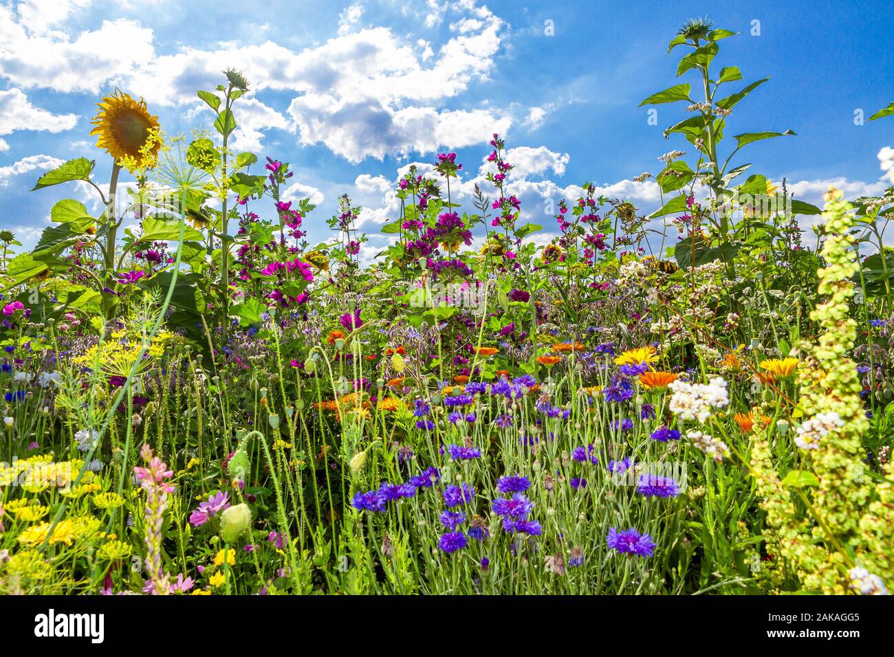 Field with colorful flowers for bees and insects Stock Photo