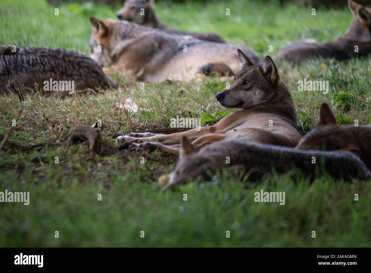 A wolf pack at rest in the shade Stock Photo