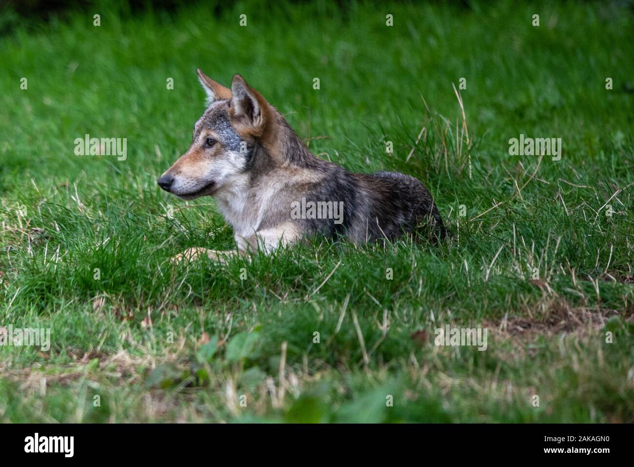 A grey wolf keeps watch in the grass Stock Photo