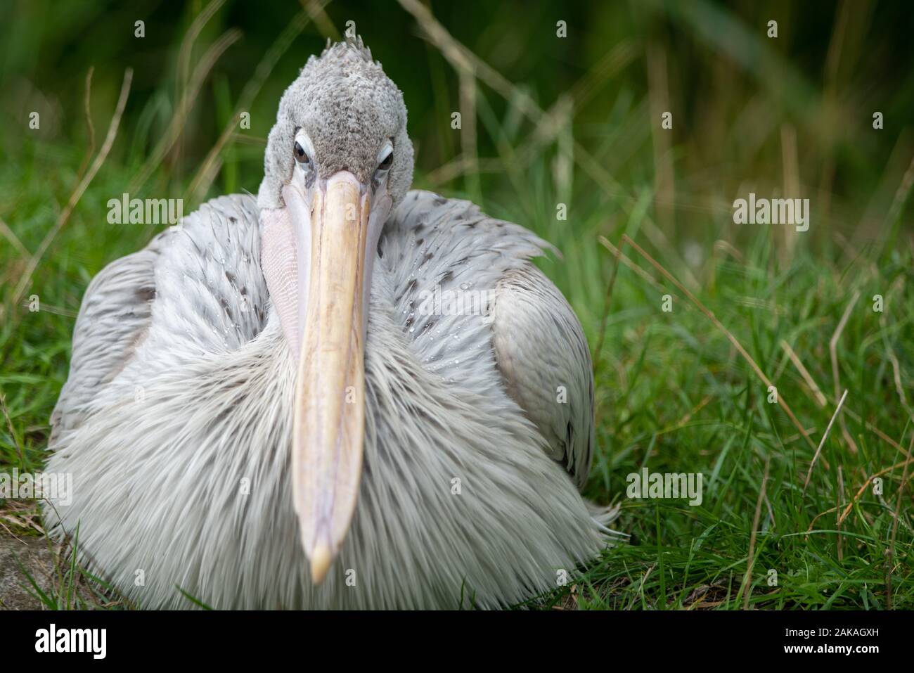 A white pelican at rest Stock Photo