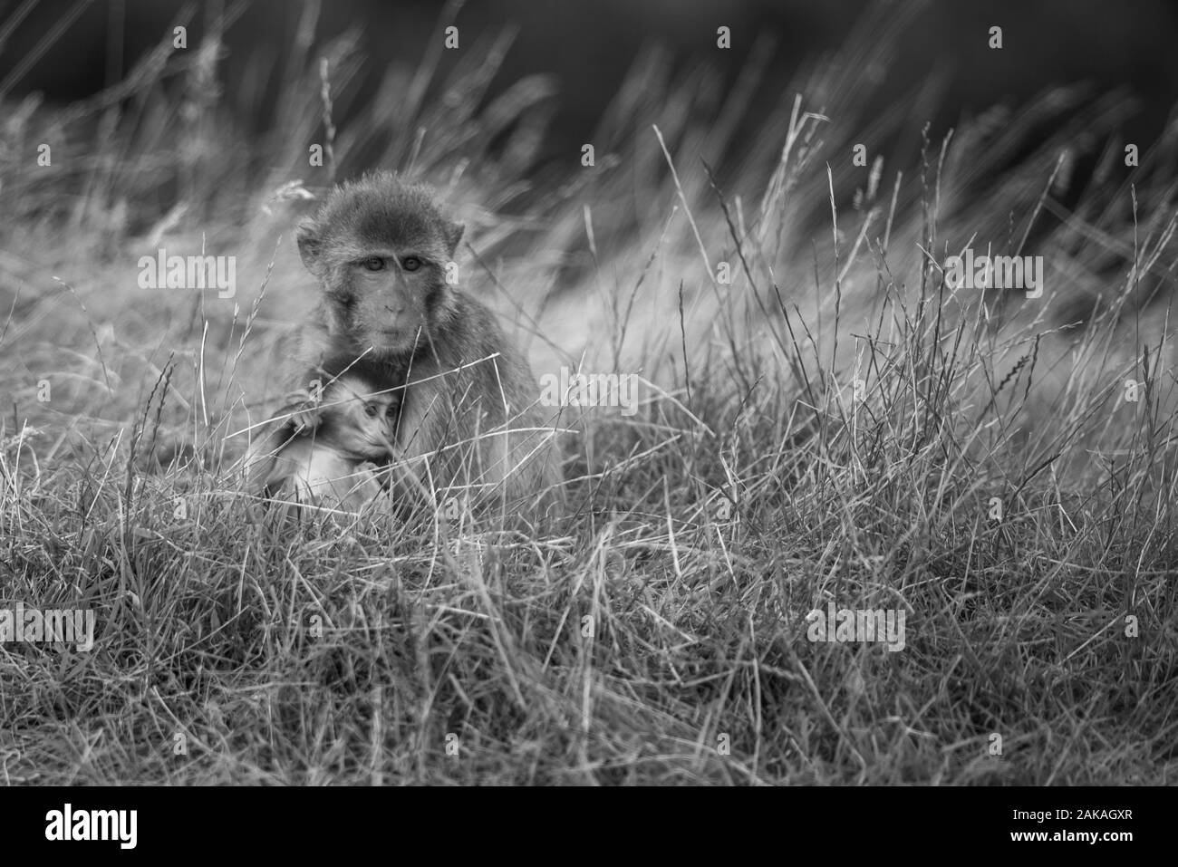 Rhesus Macaques up to a variet of mischeif in the grass Stock Photo