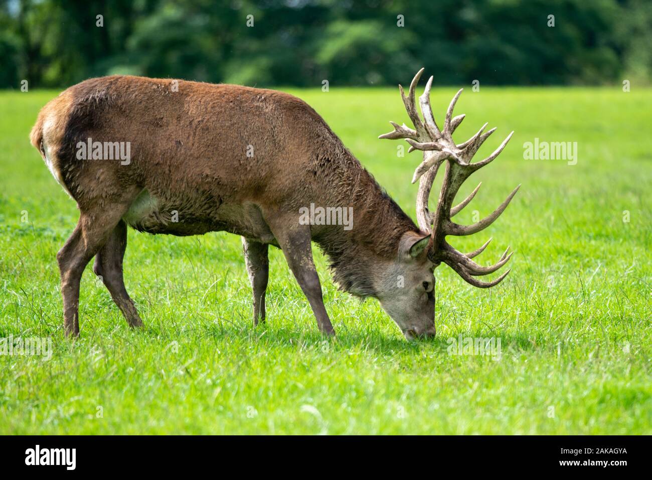 A red deer grazes and rests Stock Photo
