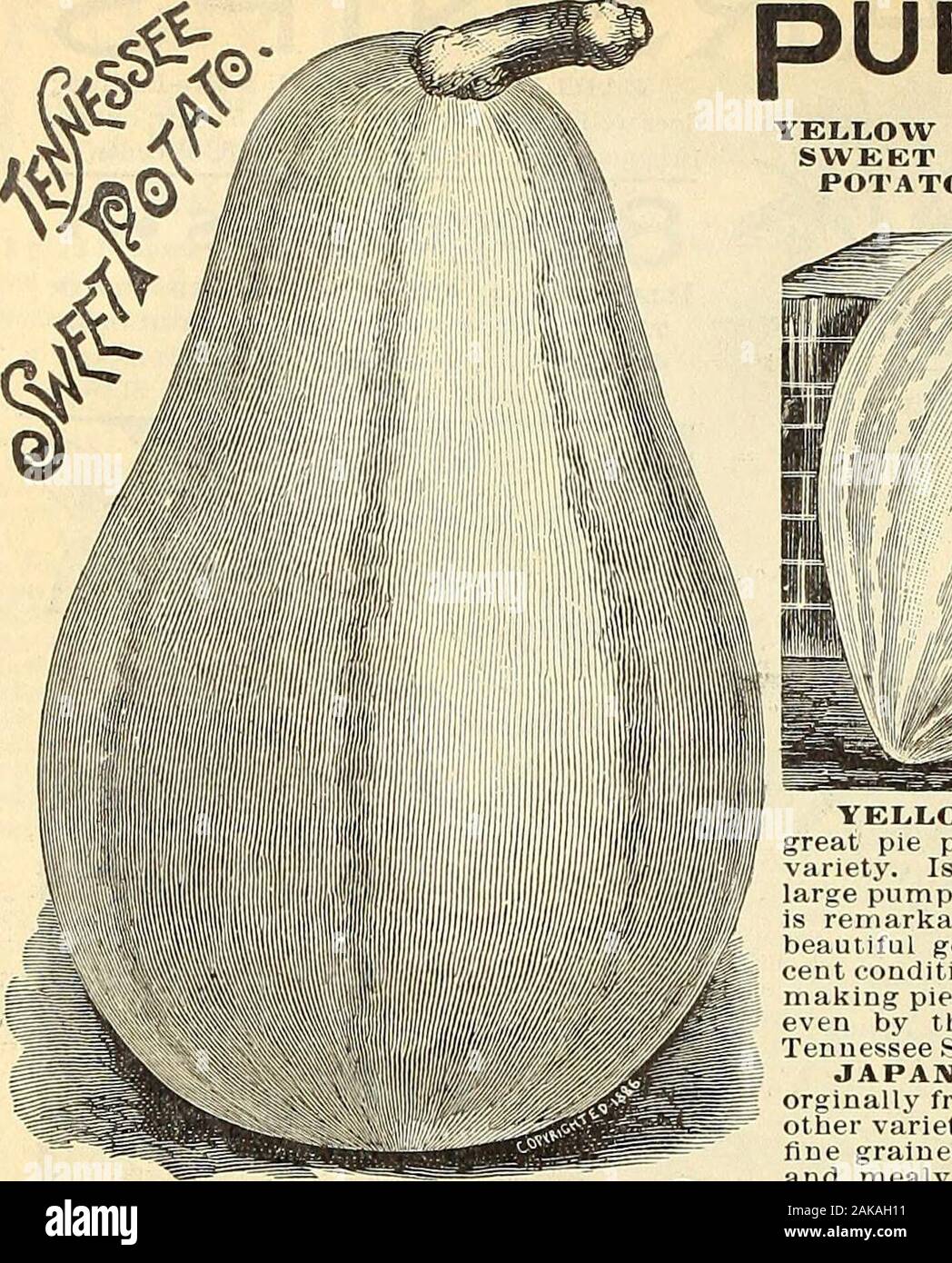 Maule's seed catalogue : 1896 . 151 Buys Sl.SCf^ 152 Buys S2.75M$3 Buys S4.25 m P{S»&gt;»i Most beautiful, splendid for CA Riiuc Q^ 7fl fe-^^-«K«lat)ledc,-omtion. More like^^ JS OO.^U ^- •? -^a crested fern. Packet, .=ic.; $5 BuVS 87.25)*=^ §10 Buys $15.00W ^g^i &lt;*»• ittbl, pai-sT^y FERN-LEA VF.D.- ™«», SEEDS Now, ?-t DOUBLE 4URLED. Pkt.,Scls. Idc; V, ll)..;!Oc.: lb.,yuc.DOUBLE CURLED. i? Packet, 5 cents; ounce, 10cts.; i4lb.,25cis.;lb.,65cts.PLAIN—The hardiest;excellent for liavor or sea-soning. Pkt., Sets.; oz., 10Cts.; ^ lb., 20 cts.; lb., 55cts. O F S E E D S IN PACKETS, Jlitiln., {MEA Stock Photo