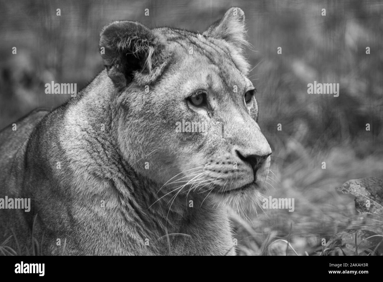 A lioness keeps watch and rests in the shade Stock Photo