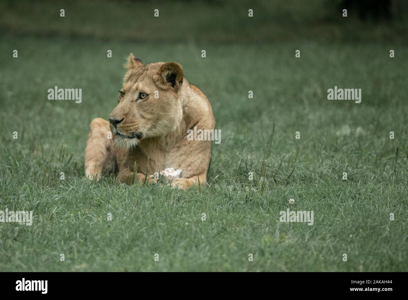 A lioness keeps watch and rests in the shade Stock Photo