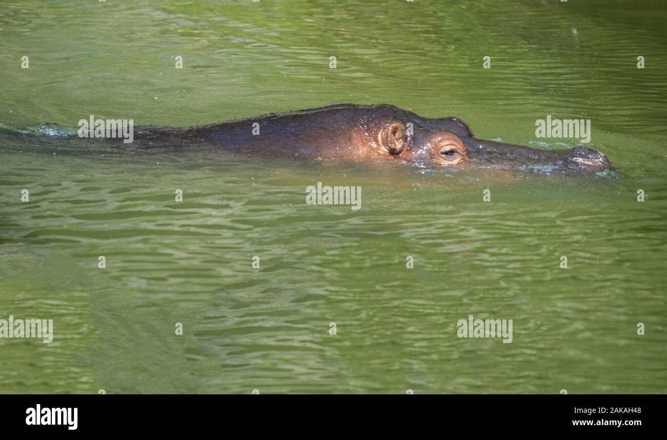 A hippo surfaces in the watering hole Stock Photo