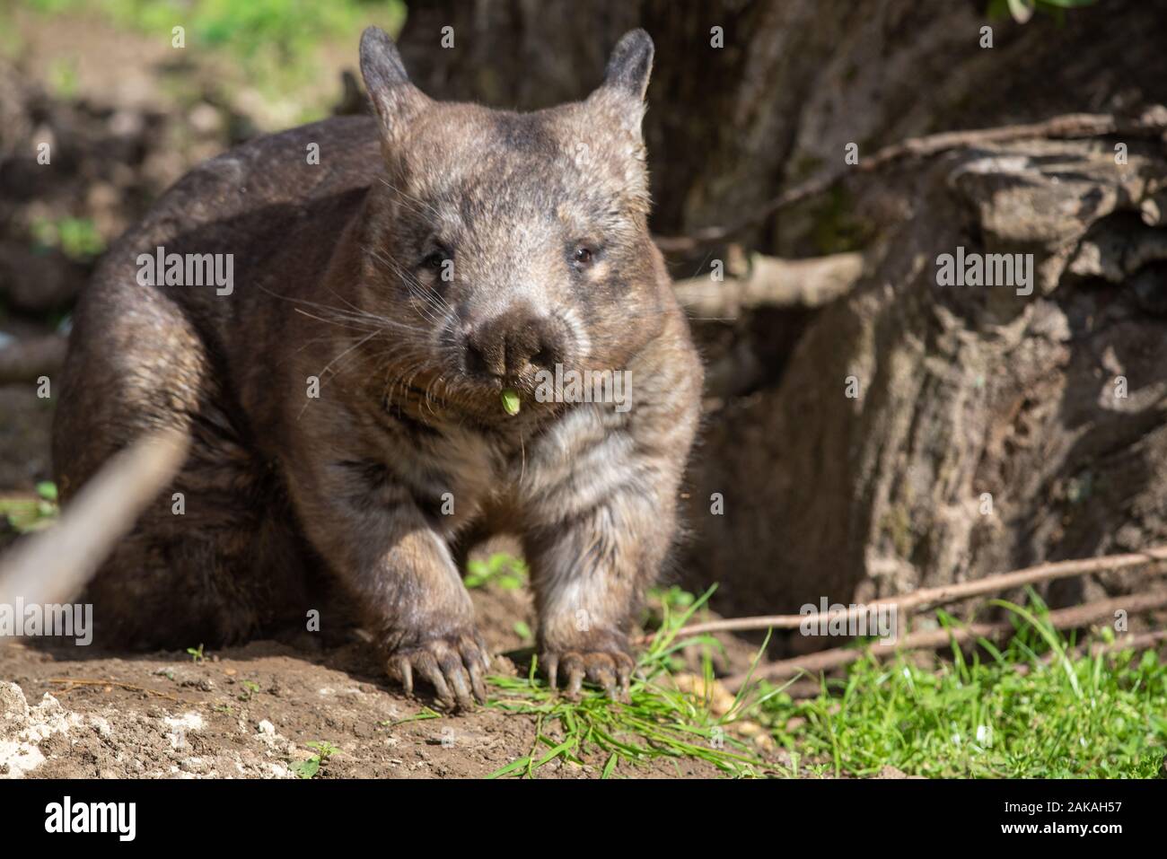 A wombat checks out its surroundings Stock Photo