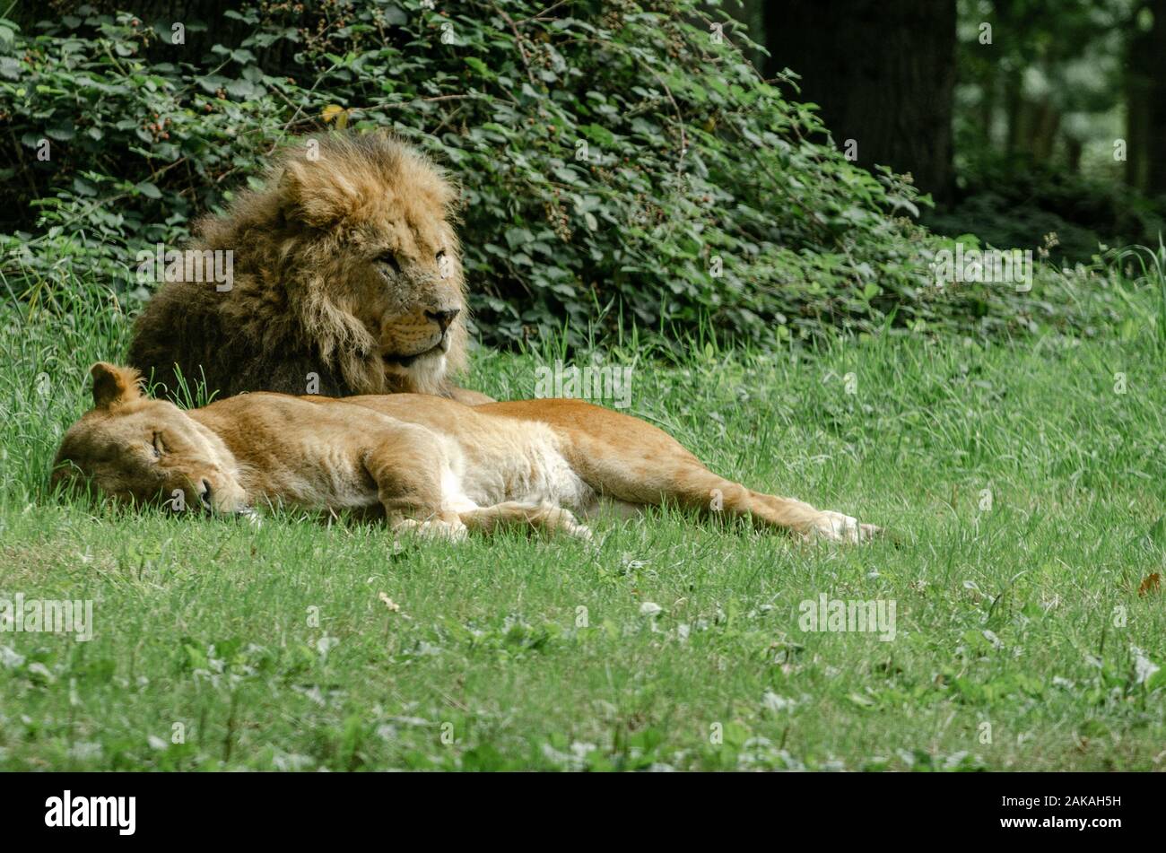 A male and female lion take rest in the sunlight Stock Photo
