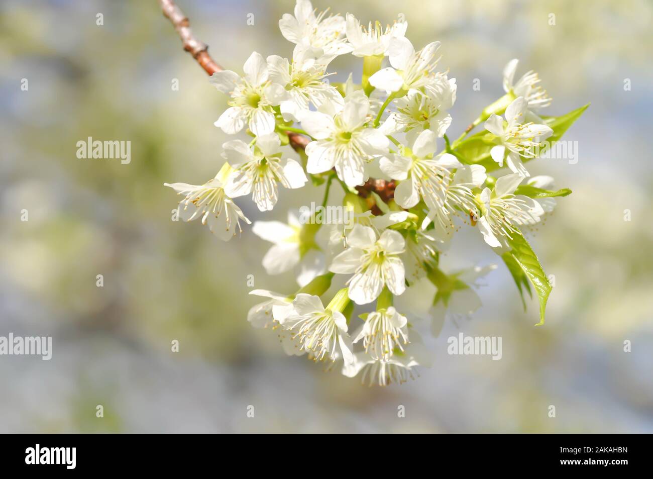 peach blossom flower, prunus persica or white flower Stock Photo