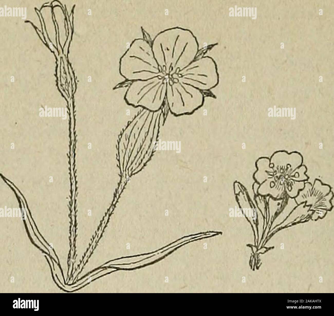 Your weeds and your neighbor's : part 3 illustrated descriptive list of weeds . es, which bears a general resemblance to thecultivated form, bids fair to become quite troublesome in the fieldsof some sections of the State. It may be recognized by its yellowflowers turning purplish veined, or white as they age; and its neck-lace-form pods. It is best to pull up, or cut and burn, this weed during itsstage of flowering to prevent the ripening and distribution of its nu-merous seeds. VIOLET FAMILY. 17. Violet. (P.) Viola cucullata, Ait. This common and pretty form of the blue violet has beencompla Stock Photo