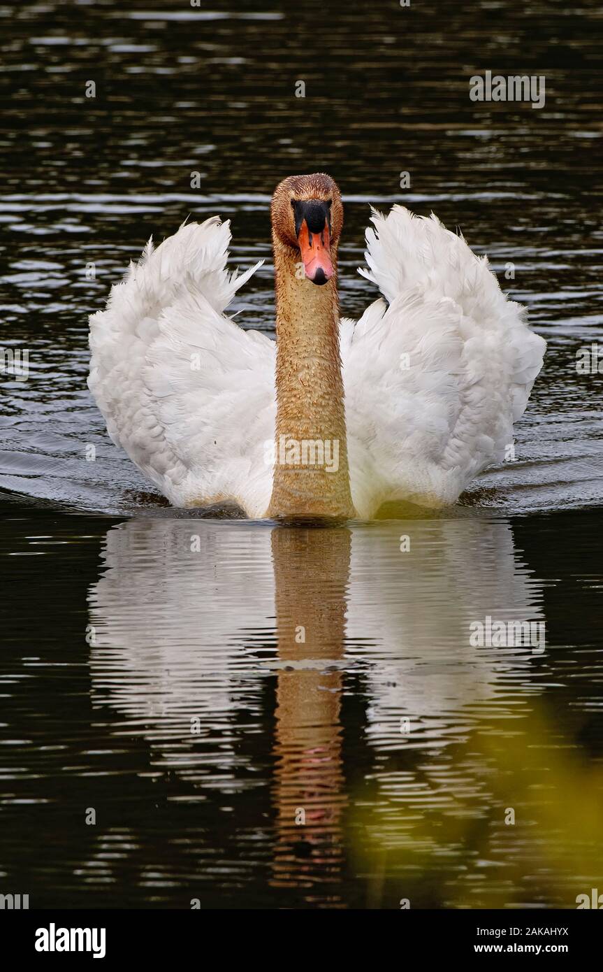 Mute Swan On Water. Stock Photo