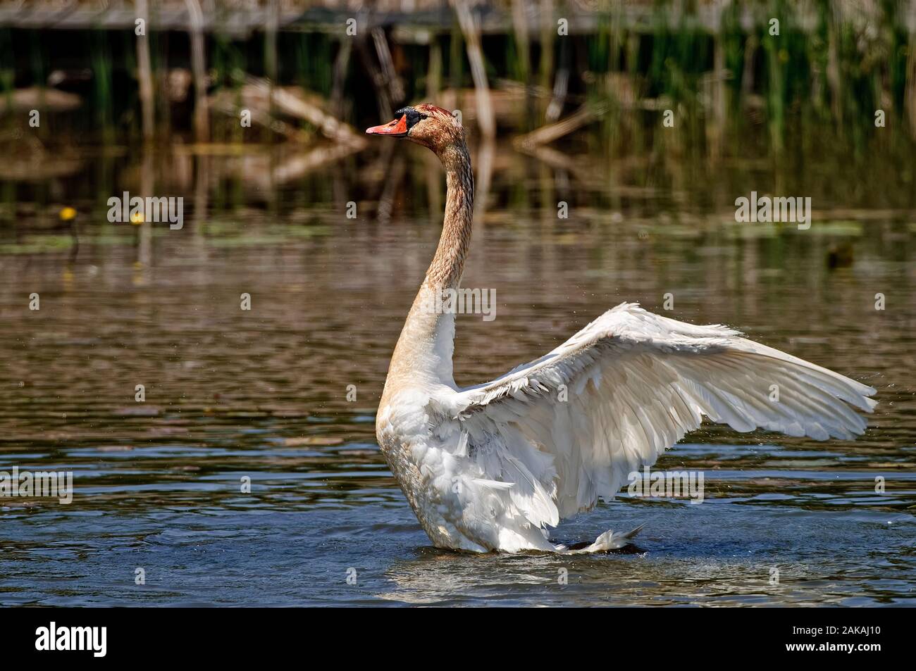 Mute Swan Flapping It's Wings Stock Photo