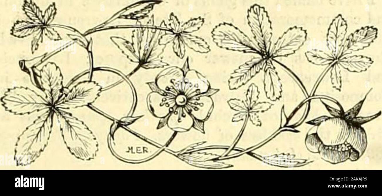 The Gardeners' chronicle : a weekly illustrated journal of horticulture and allied subjects . ed condition of the foliage and Iruitsof the Peacbes.Tomatos : IV. tfc Son. Tour fruits are affected withspot fungus (Cladosporium fulvum), mauytimes figured in these pages. Remove and burnall fruits that are observed to be attacked, and it isimportant that this be done before the fungus h*san opportunity to spread. Communications Received.—J. A.—W. T. T D.—Bebniek.—Royal Botanic Society. -W. T. T. D.—J. M. H.-J. ti.T. A.—J. H. 8.—H. J. A.—A. C. F.-Koyal Aquarium.-T. B R -J. O. B.-A. D.-G. T.-W. O. B Stock Photo