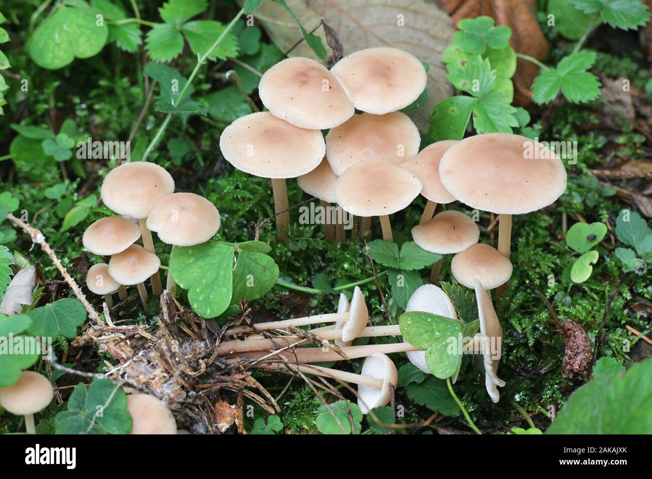 Gymnopus acervatus, known as Conifer Toughshank, mushrooms from Finland Stock Photo
