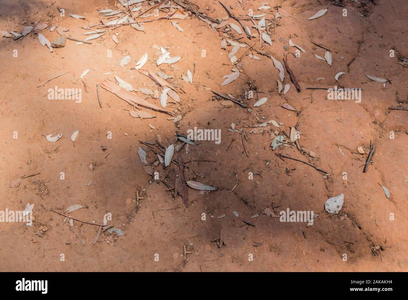 Texture of ferruginous red Ferralsol or laterite soil in Table Mountain National Park in Cape Town, South Africa. Stock Photo