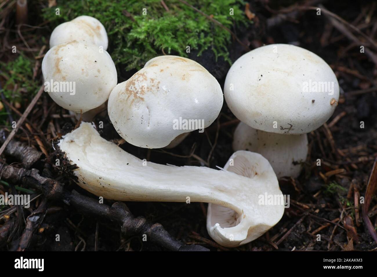 Tricholoma stiparophyllum, known as chemical knight or white knight, mushrooms from Finland Stock Photo